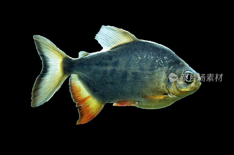 掠食性食人鱼(Pygocentrus nattereri)